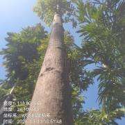 望天树：闽清药用植物园