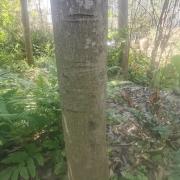 望天树：闽清药用植物园