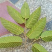 望天树：闽清药用植物园