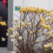 结香：上海市青浦区重固镇