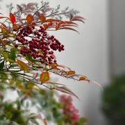 南天竹：上海市青浦区重固镇