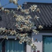 玉兰：上海市青浦区重固镇