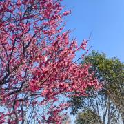 梅：上海市青浦区重固镇