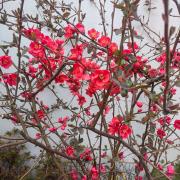 贴梗海棠：上海市青浦区重固镇