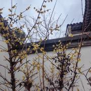 蜡梅：上海市青浦区重固镇