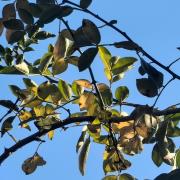 花椒：武漢市東西湖區(qū)金銀湖街道