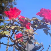 月季花：武漢市東西湖區(qū)金銀湖街道