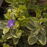 花叶蔓长春花：武汉东...