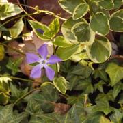 花叶蔓长春花：武汉东...