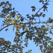 花椒：武漢市東西湖區(qū)金銀湖街道