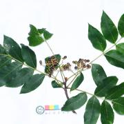 苦木：湖北大別山國家級自然保護區