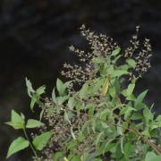 寧波溲疏：湖北大別山國家級自然保護區