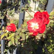 月季花：武漢市東西湖區(qū)金銀湖街道