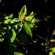 羅田蒼術(shù)：湖北大別山...