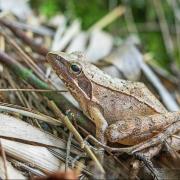 長肢林蛙：麗水市蓮都區南明山街道