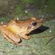 鎮海林蛙：麗水市蓮都區萬象街道