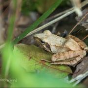 鎮海林蛙：麗水市蓮都區萬象街道