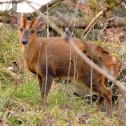 小麂：四川唐家河國家級自然保護(hù)區(qū)