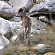 毛冠鹿：四川唐家河國家級自然保護(hù)區(qū)