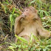 藏酋猴：四川唐家河國...