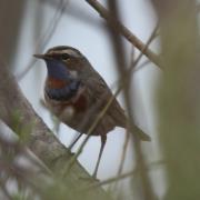 蓝喉歌鸲：大沾河湿地...