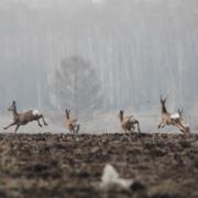 狍：大沾河湿地国家级...