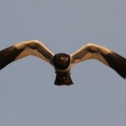 鹊鹞：大沾河湿地国家...