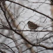 田鹀♀：大沾河湿地国...