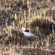 白鹡鸰：大沾河湿地国...