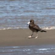 黑尾鸥（第一冬羽）：上海市浦东新区南汇新城镇