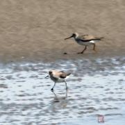 翘嘴鹬：上海市浦东新区南汇新城镇