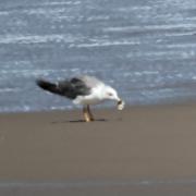 黑尾鸥：上海市浦东新区南汇新城镇
