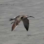 中杓鹬：上海市浦东新区南汇新城镇