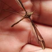 新雅大蚊：江西九岭山国家级自然保护区