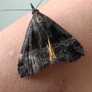 斜线须夜蛾：江西九岭山国家级自然保护区