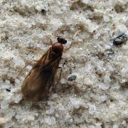 拟毛蚁：江西九岭山国家级自然保护区