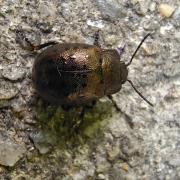 薄荷金叶甲：江西九岭山国家级自然保护区