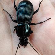 硕通缘步甲：江西九岭山国家级自然保护区