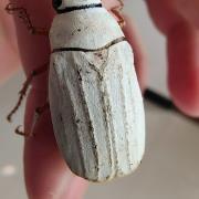 尖歪鳃金龟：江西九岭山国家级自然保护区