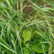 日本披碱草：江西九岭山国家级自然保护区