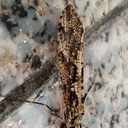 角石蛾：江西九岭山国家级自然保护区