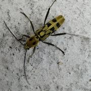 刺虎天牛：江西九岭山国家级自然保护区