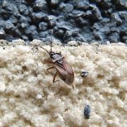 巨亮胸长蝽：江西九岭山国家级自然保护区