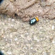 斑胸廣螢金花蟲：江西九岭山国家级自然保护区