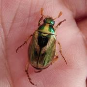 异丽金龟：江西九岭山国家级自然保护区