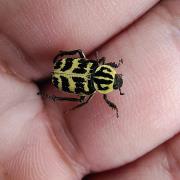 平爪鳃金龟：江西九岭山国家级自然保护区