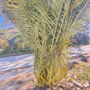 加拿利海枣：保山市昌宁县田园镇