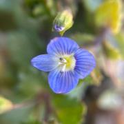 阿拉伯婆婆納：四川唐家河國家級自然保護區(qū)