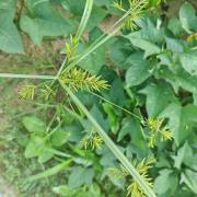 碎米莎草：湖北大別山國家級自然保護區(qū)
