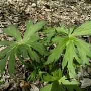 高烏頭：甘肅祁連山國家級自然保護區